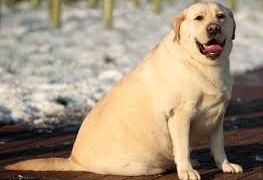 artrosi del cane e obesità
